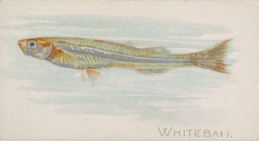 Whitebait, from the Fish from American Waters series (N8) for Allen & Ginter Cigarettes Brands