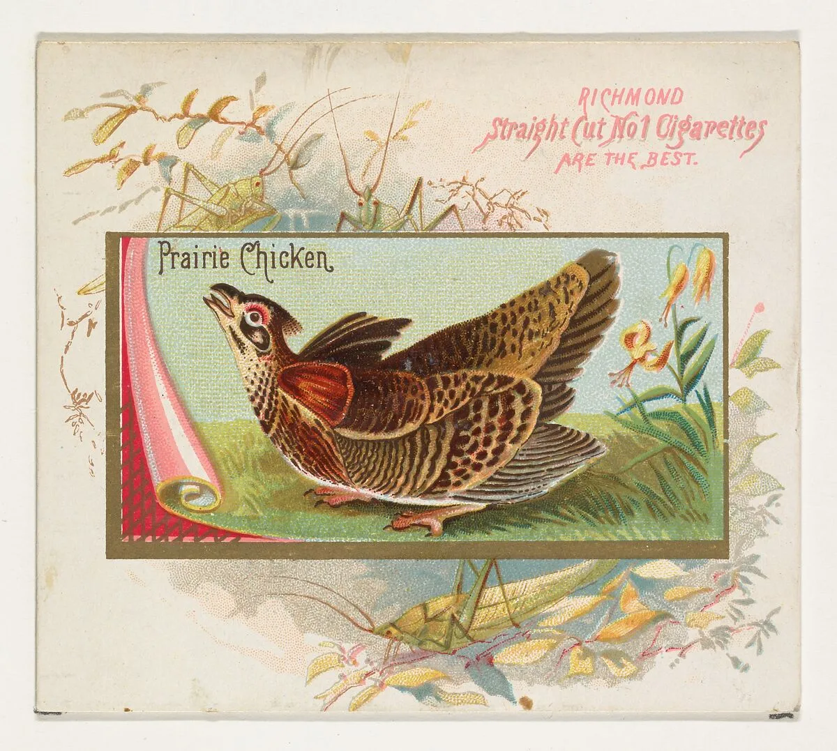 Prairie Chicken, from the Game Birds series (N40) for Allen & Ginter Cigarettes — Allen & Ginter