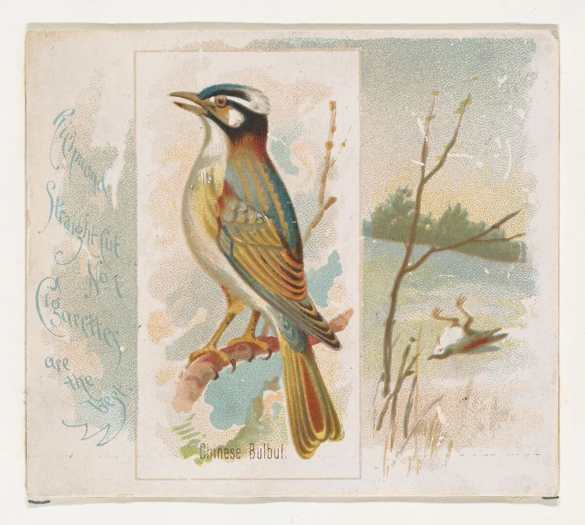 Chinese Bulbul, from the Song Birds of the World series (N42) for Allen & Ginter Cigarettes — Allen & Ginter|George S. Harris & Sons