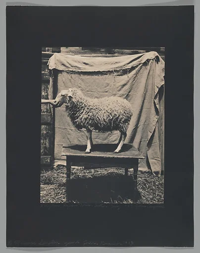 [Sheep]