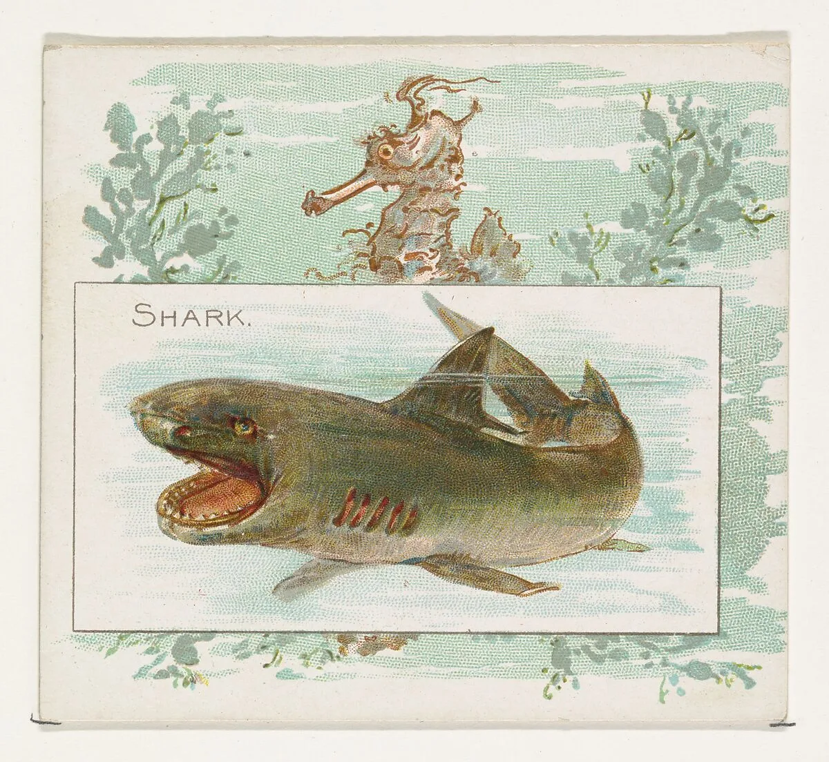 Shark, from Fish from American Waters series (N39) for Allen & Ginter Cigarettes — Lindner, Eddy & Claus|Allen & Ginter