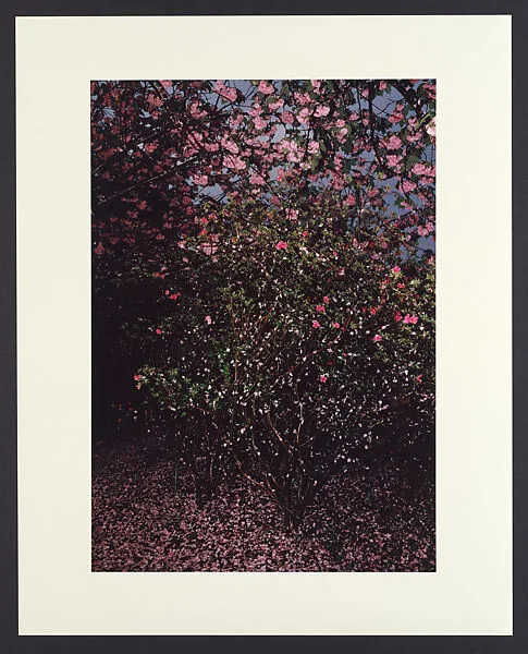 Untitled — Shomei Tomatsu