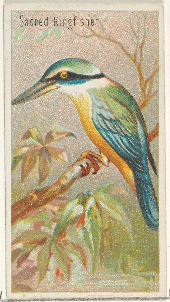Sacred Kingfisher, from the Birds of the Tropics series (N5) for Allen & Ginter Cigarettes Brands — Allen & Ginter|George S. Harris & Sons