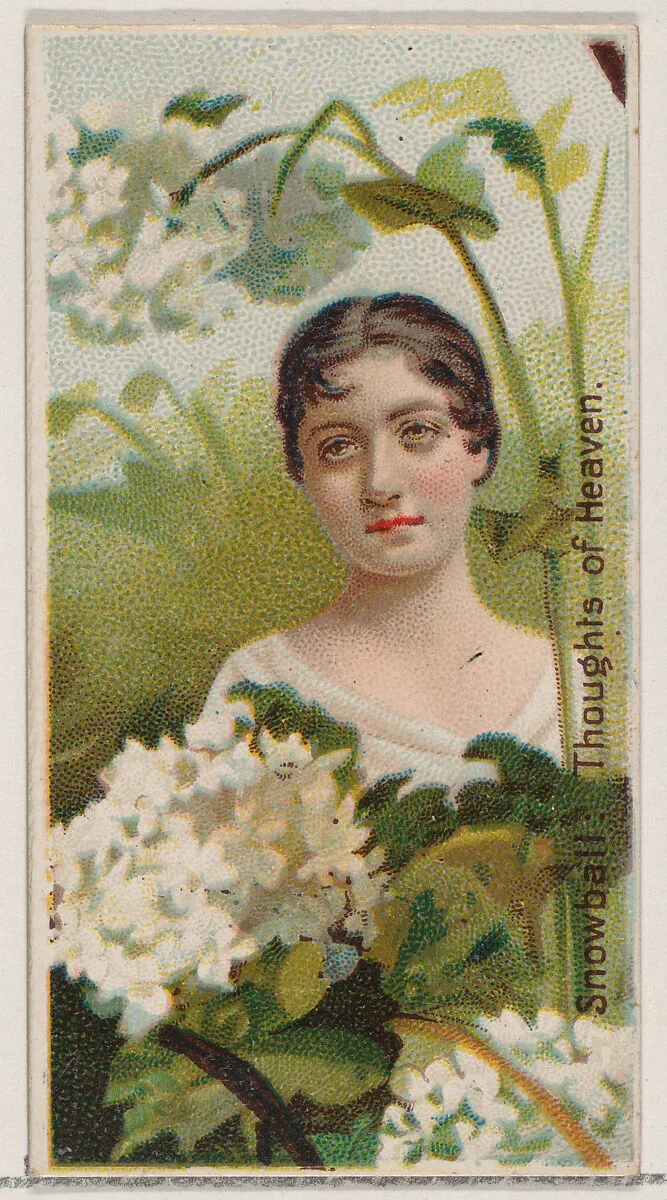 Snowball: Thoughts of Heaven, from the series Floral Beauties and Language of Flowers (N75) for Duke brand cigarettes — Donaldson Brothers|American Tobacco Company