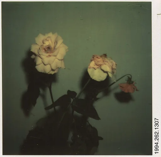 [Dead Roses]