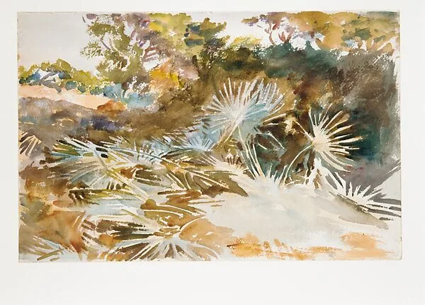 Landscape with Palmettos — John Singer Sargent