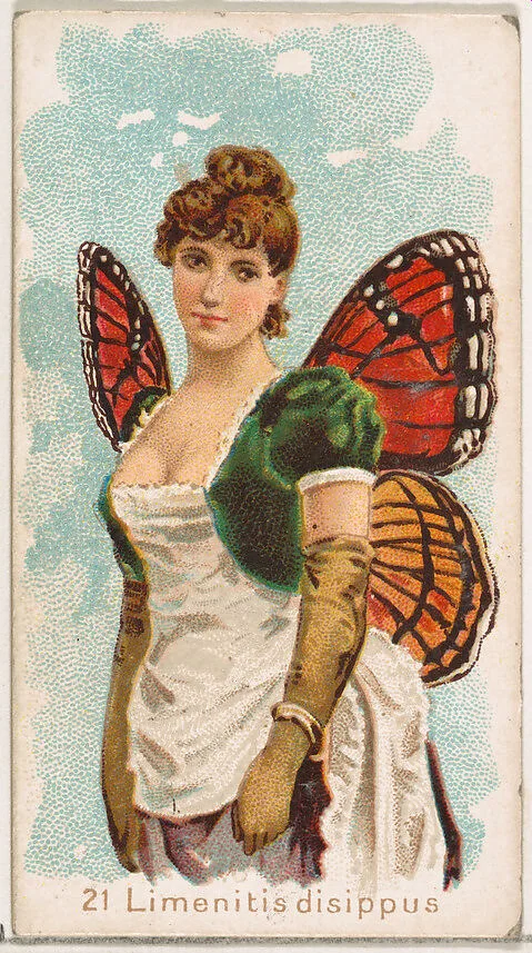 Card 21, Limenitis Disippus, from the Butterflies series (N183) issued by Wm. S. Kimball & Co. — William S. Kimball & Company|Julius Bien