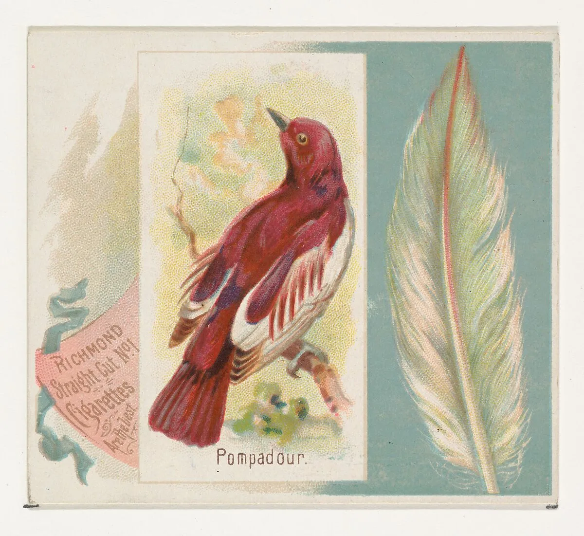 Pompadour, from the Song Birds of the World series (N42) for Allen & Ginter Cigarettes — Allen & Ginter|George S. Harris & Sons
