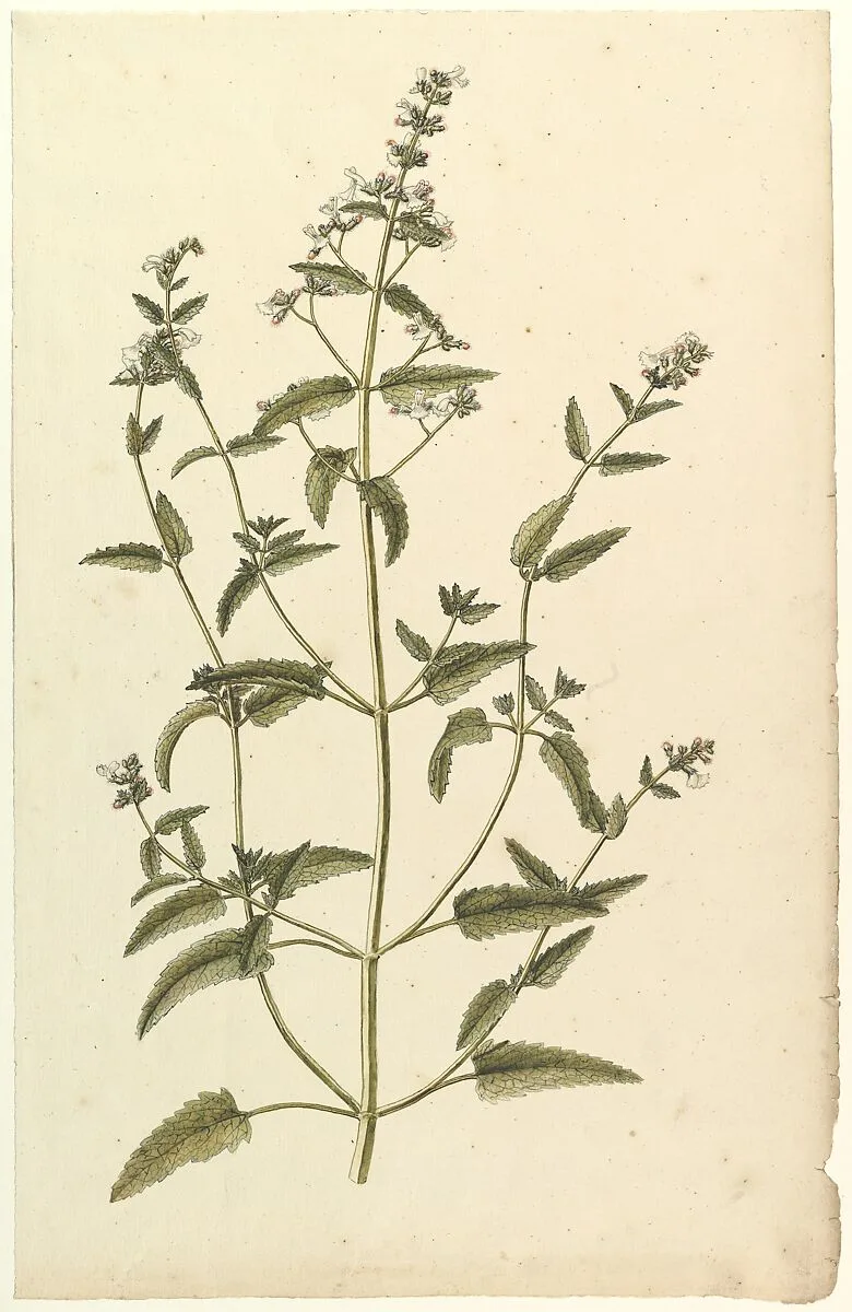 Botanical Study with a Species of the Nettle Family (genus Urtica) — Anonymous, French, 19th century