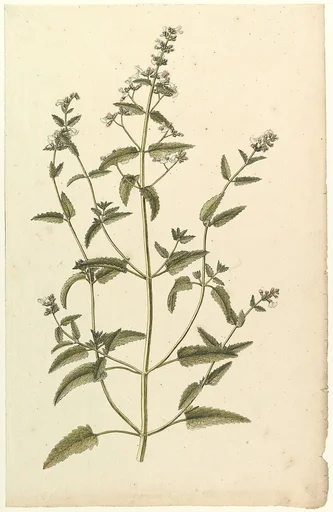 Botanical Study with a Species of the Nettle Family (genus Urtica)