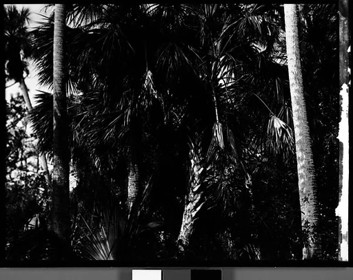[Palm Trees, Florida]