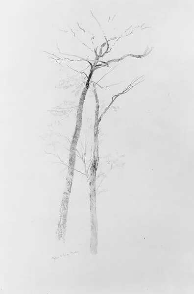 Yellow and Gray Birches, Near Bethel, Maine — Aaron Draper Shattuck