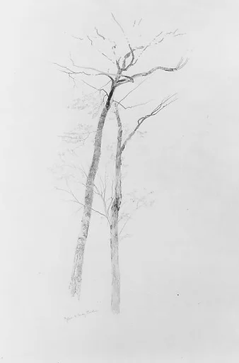 Yellow and Gray Birches, Near Bethel, Maine