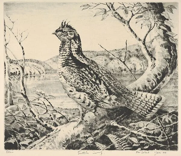 Ruffled Grouse — Henry Emerson Tuttle