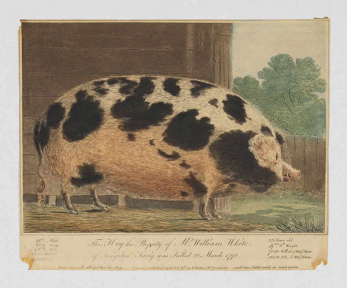 This Hog the Property of Mr. William White of Kingston, Surrey... — Elizabeth Walker|Anonymous, British, 18th century
