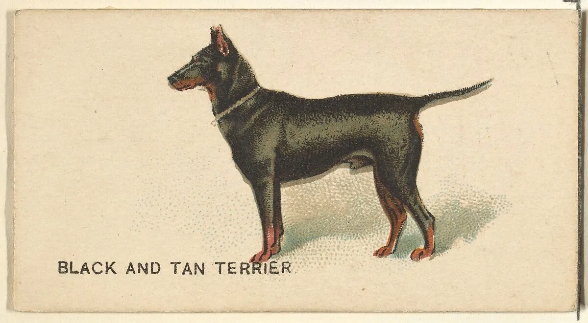 Black and Tan Terrier, from the Dogs of the World series for Old Judge Cigarettes — Goodwin & Company
