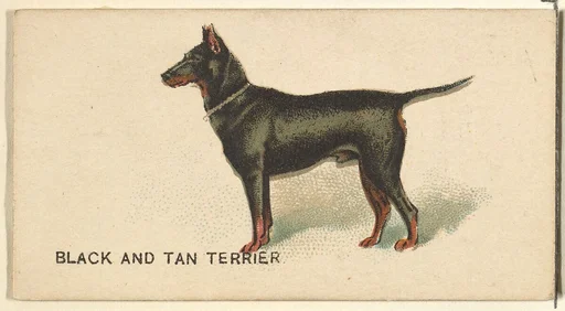 Black and Tan Terrier, from the Dogs of the World series for Old Judge Cigarettes