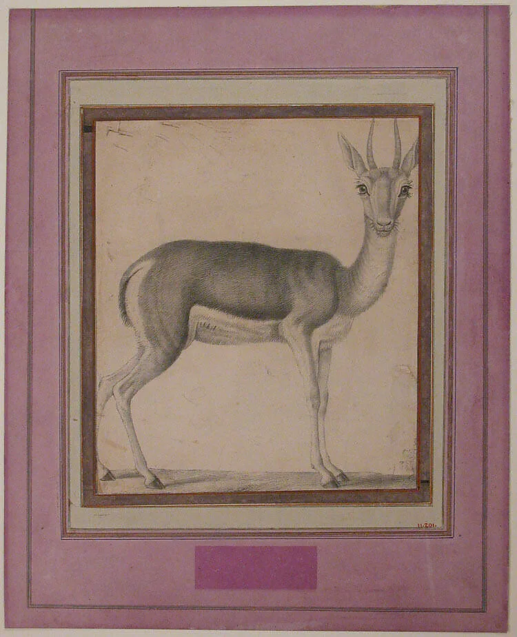 Gazelle — Unknown