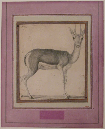 Gazelle