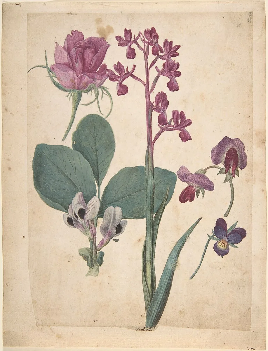 A Sheet of Studies of Flowers: A Rose, a Heartsease, a Sweet Pea, a Garden Pea, and a Lax-flowered Orchid — Jacques Le Moyne de Morgues