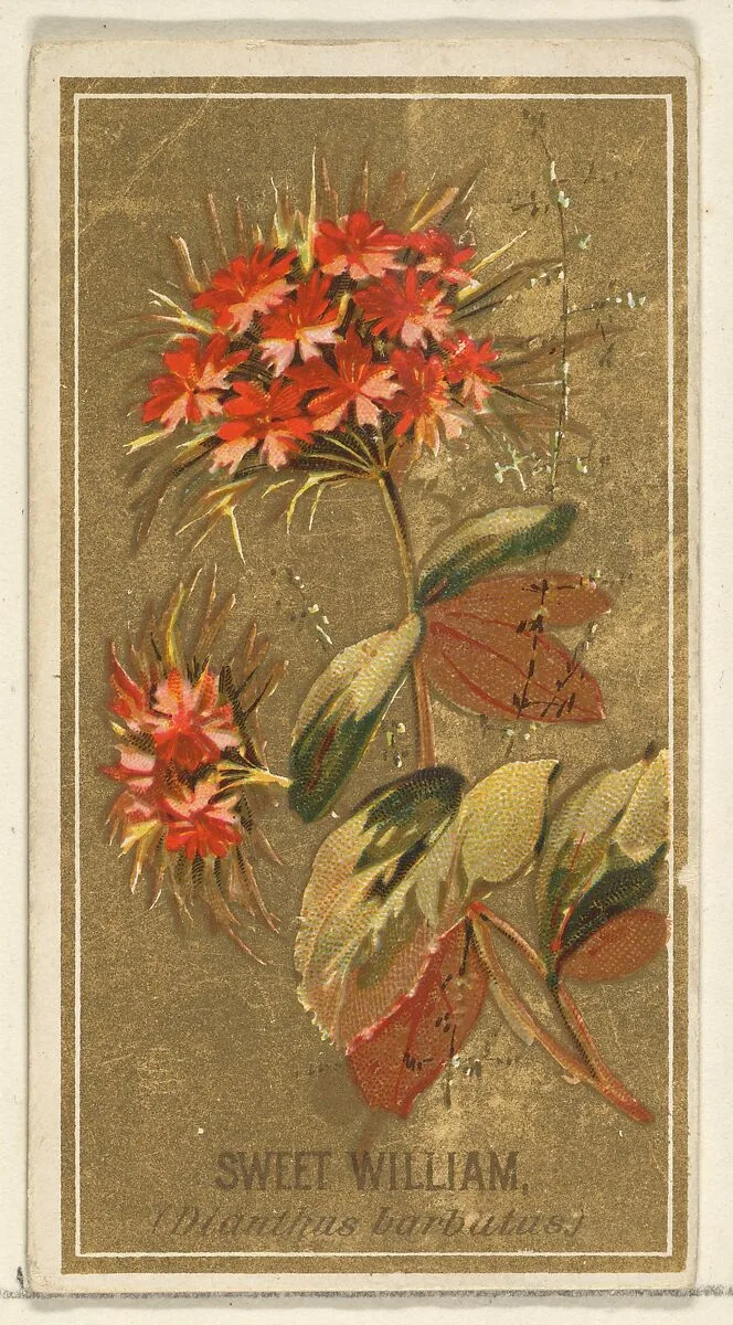 Sweet William (Dianthus barbutas), from the Flowers series for Old Judge Cigarettes — Goodwin & Company|George S. Harris & Sons