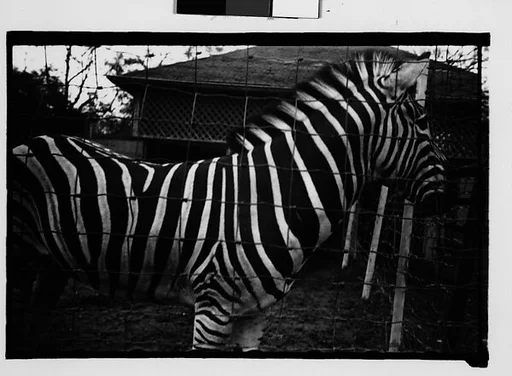 [Zebra in Zoo Pen, New Orleans, Louisiana]