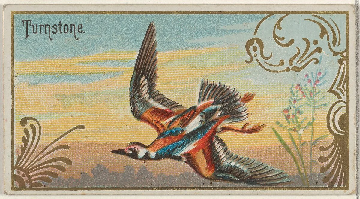 Turnstone, from the Game Birds series (N13) for Allen & Ginter Cigarettes Brands — George S. Harris & Sons|Allen & Ginter