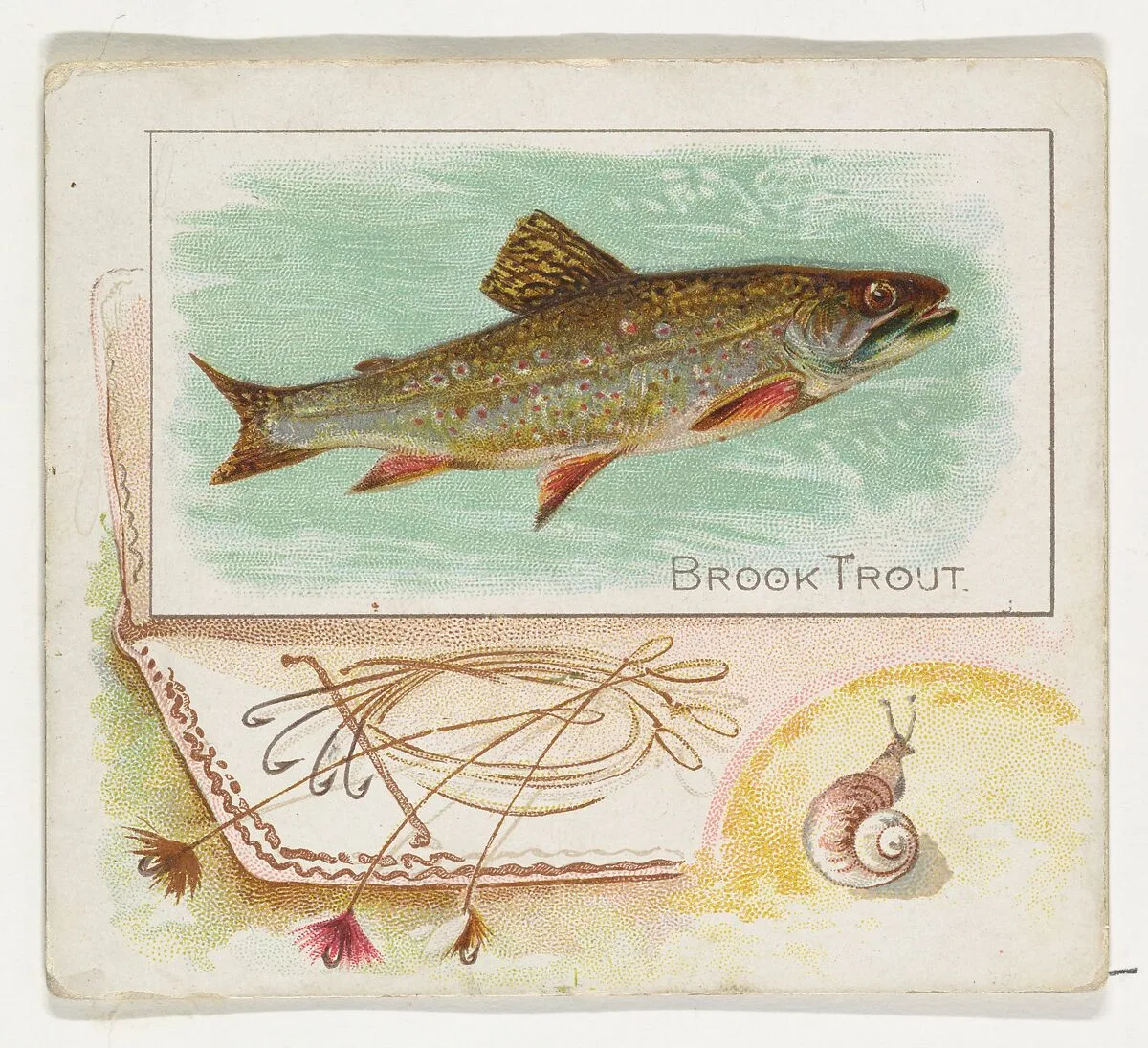 Brook Trout, from Fish from American Waters series (N39) for Allen & Ginter Cigarettes — Allen & Ginter|Lindner, Eddy & Claus
