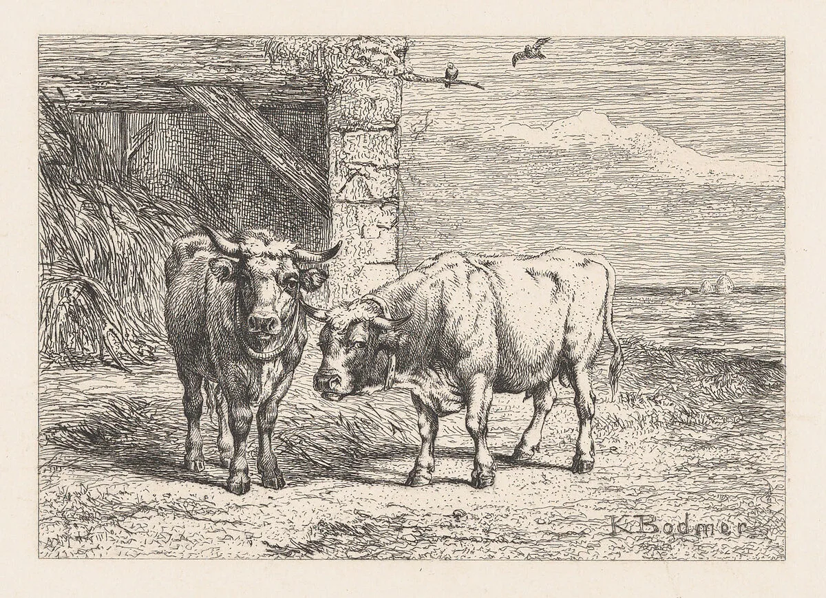 Bulls, from "Eaux-Fortes Animaux & Paysages" — Jules Géruzet|Bertauts|Karl Bodmer