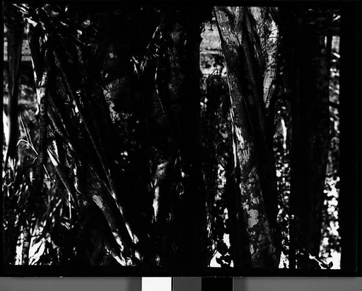 [Cypress Tree Branches in Everglades, Florida]