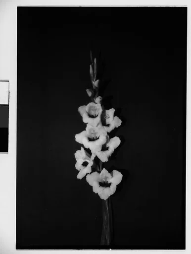 [Gladiola in Front of Backdrop, Darien, Connecticut]