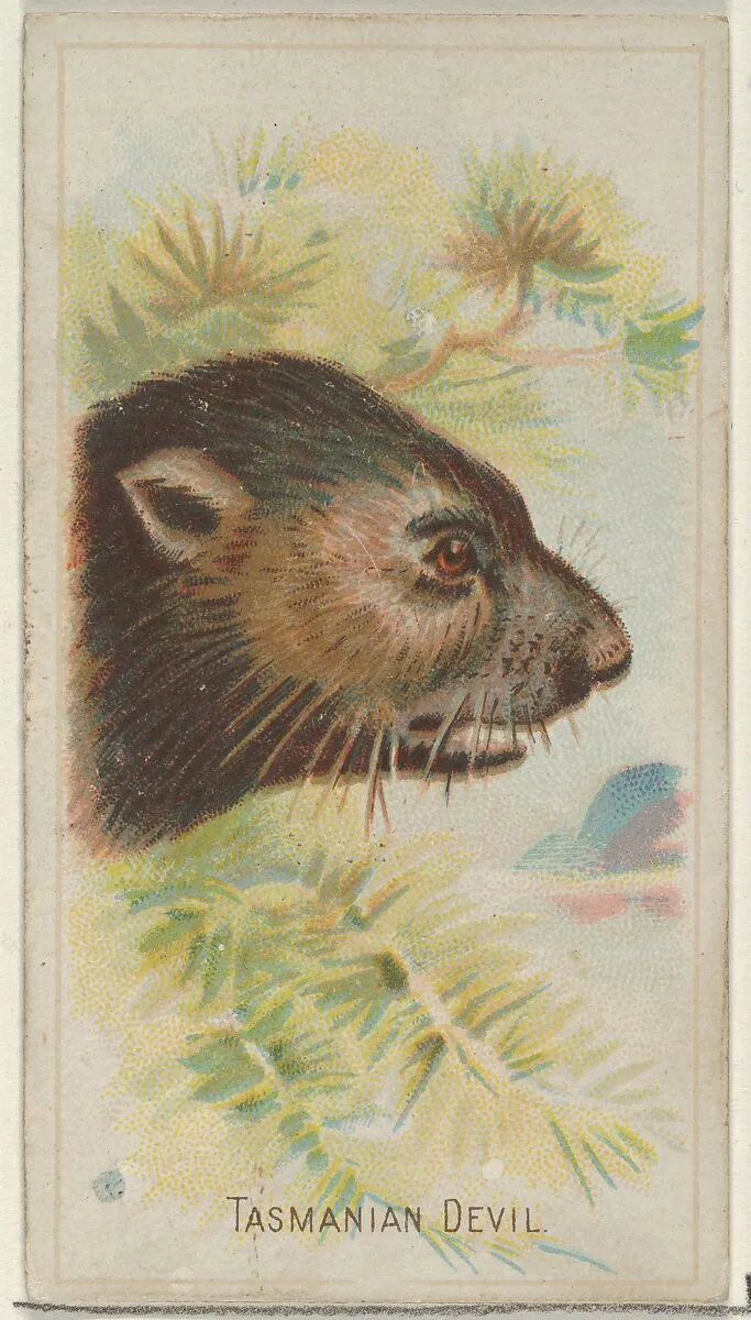 Tasmanian Devil, from the Wild Animals of the World series (N25) for Allen & Ginter Cigarettes — Allen & Ginter|George S. Harris & Sons