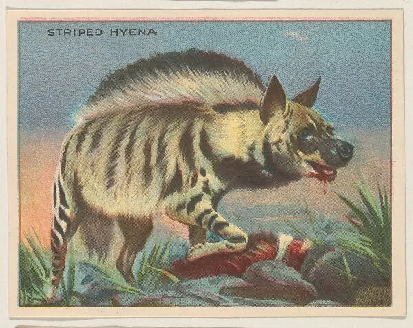 Striped Hyena, collector card from the Animals series (D9), issued by the Weber Baking Company to promote Onist Milk and Pullman Bread — Weber Baking Company