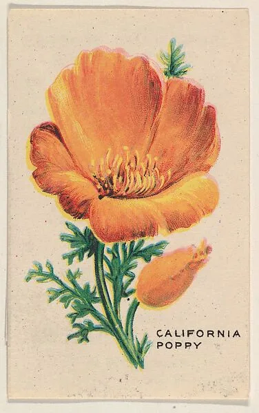 California Poppy, insert card from Flowers series (D35), issued by the Weber Baking Company — Weber Baking Company