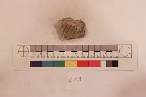 Stucco Fragment