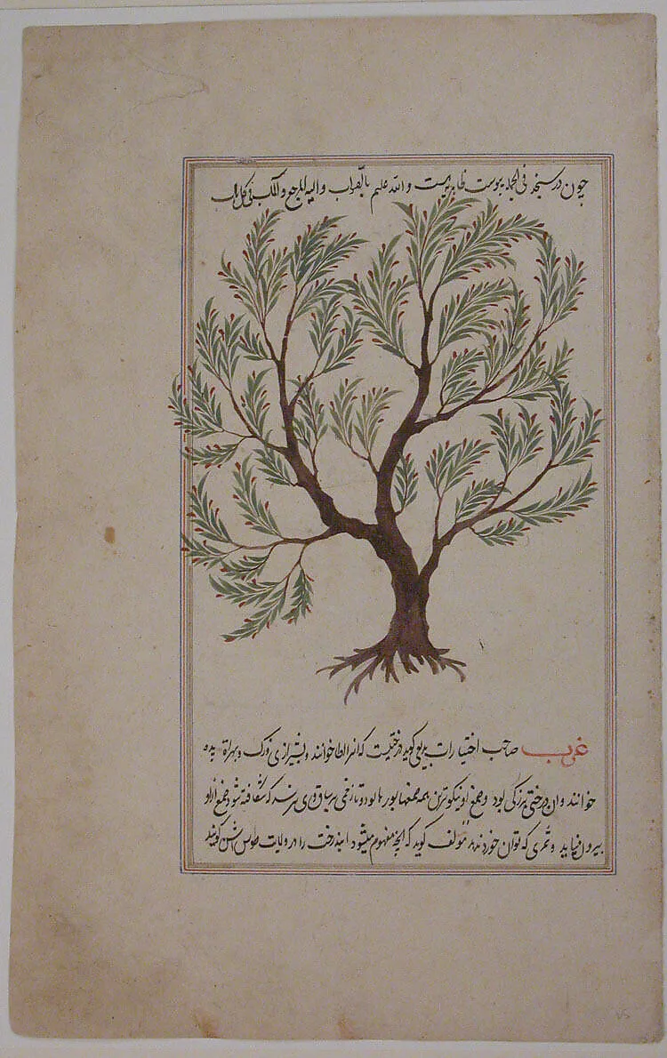 Folio from a Materia Medica of Dioscurides — Unknown