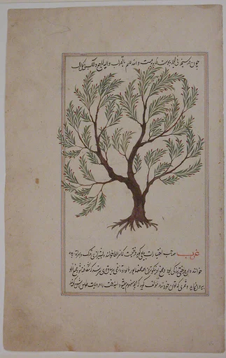 Folio from a Materia Medica of Dioscurides