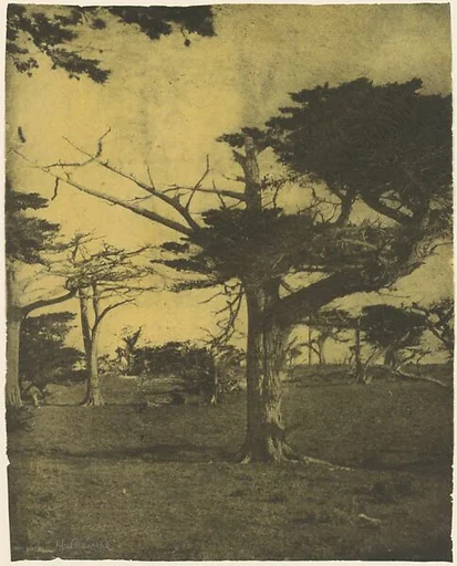 Cypress, Pebble Beach, California