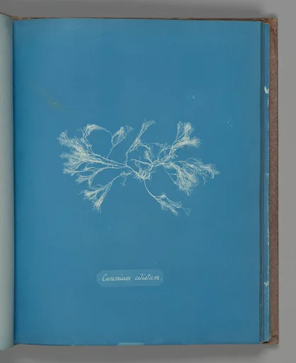 Ceramium ciliatum