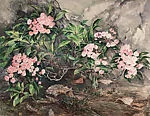 Mountain Laurel