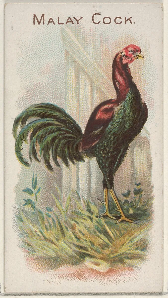 Malay Cock, from the Prize and Game Chickens series (N20) for Allen & Ginter Cigarettes — Allen & Ginter|The Gast Lithograph & Engraving Company