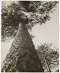 Pine Trees in Pushkin Park