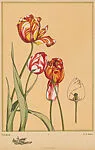 Tulipes (Tulips), pl. 7 — Emile-Allain Séguy|A. Calavas