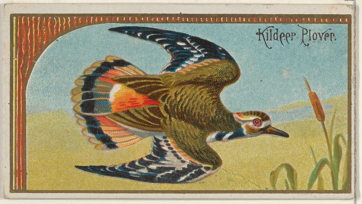 Kildeer Plover, from the Game Birds series (N13) for Allen & Ginter Cigarettes Brands — Allen & Ginter|George S. Harris & Sons