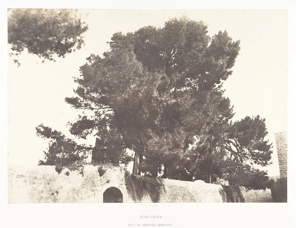 Jérusalem, Pins du Couvent arménien — Auguste Salzmann|Imprimerie photographique de Blanquart-Évrard, à Lille