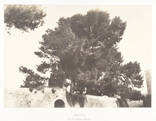 Jérusalem, Pins du Couvent arménien