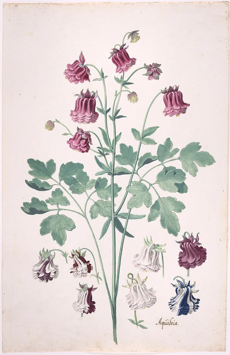 A Columbine or Granny's Bonnet (Aquilegia), with Additional Studies of Flowers — Pieter Holsteyn II