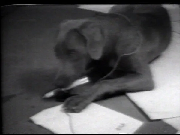 Microphone — William Wegman