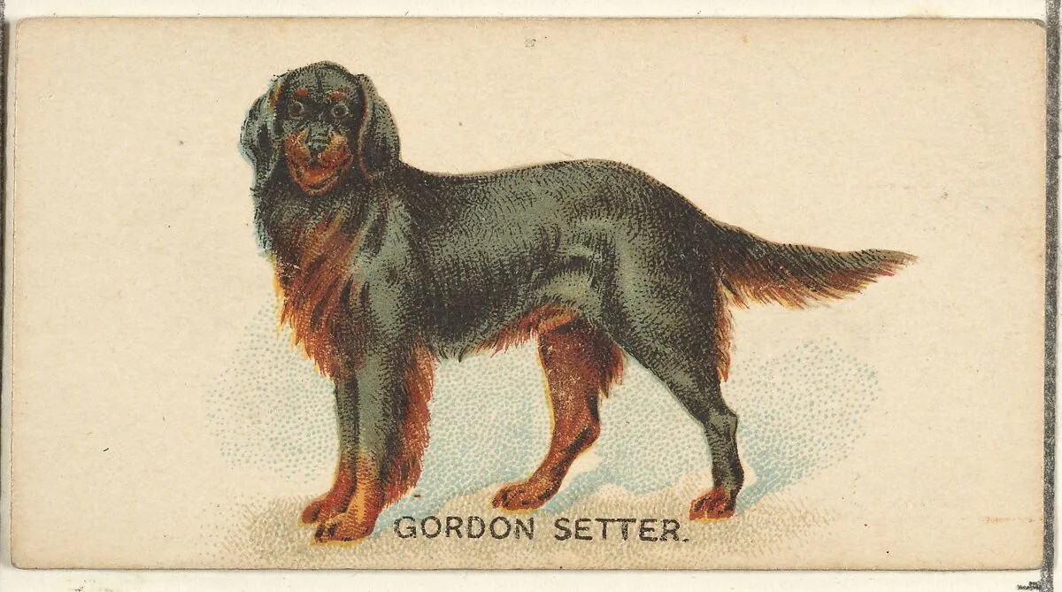 Gordon Setter, from the Dogs of the World series for Old Judge Cigarettes — Goodwin & Company