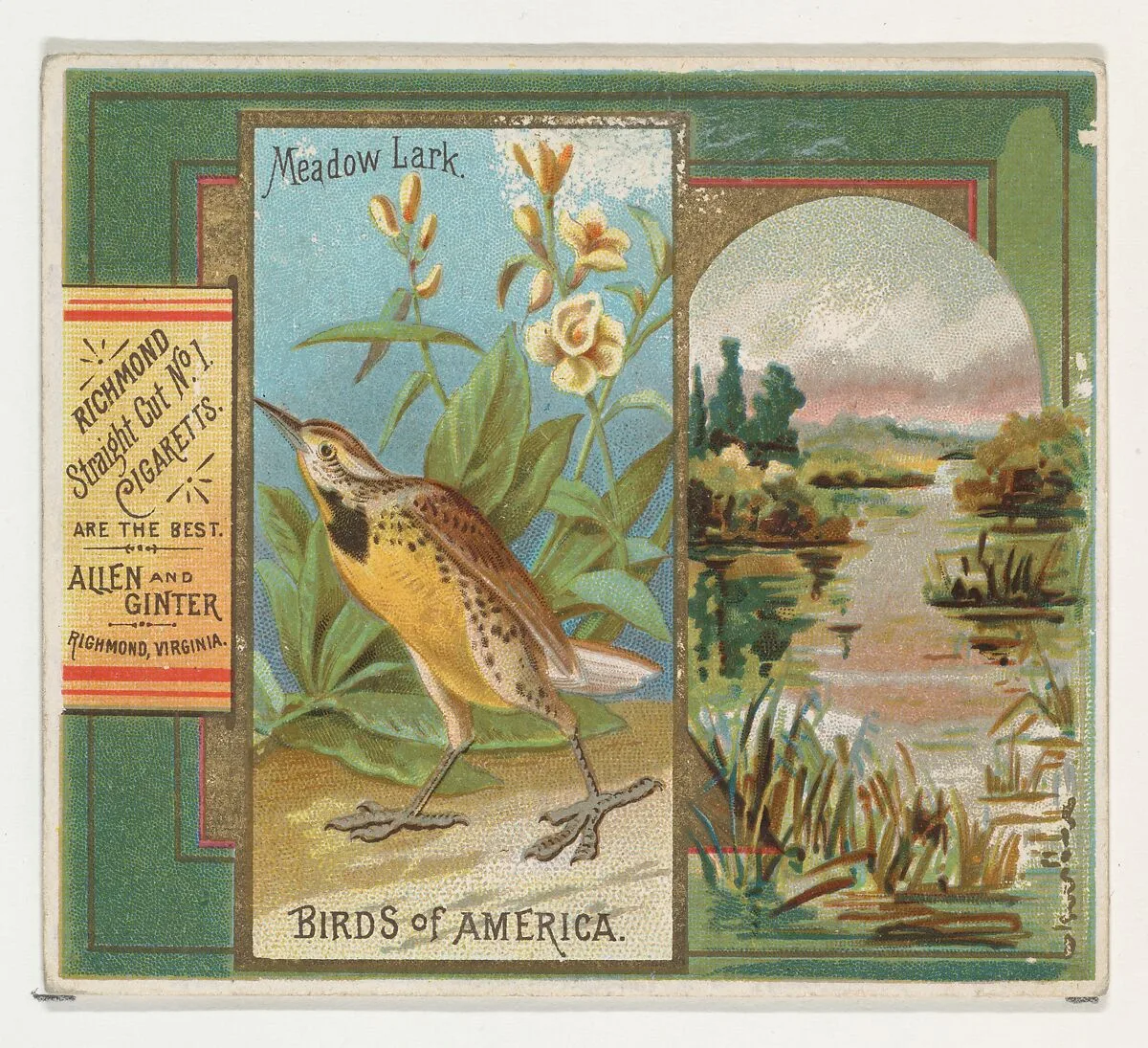 Meadow Lark, from the Birds of America series (N37) for Allen & Ginter Cigarettes — Allen & Ginter